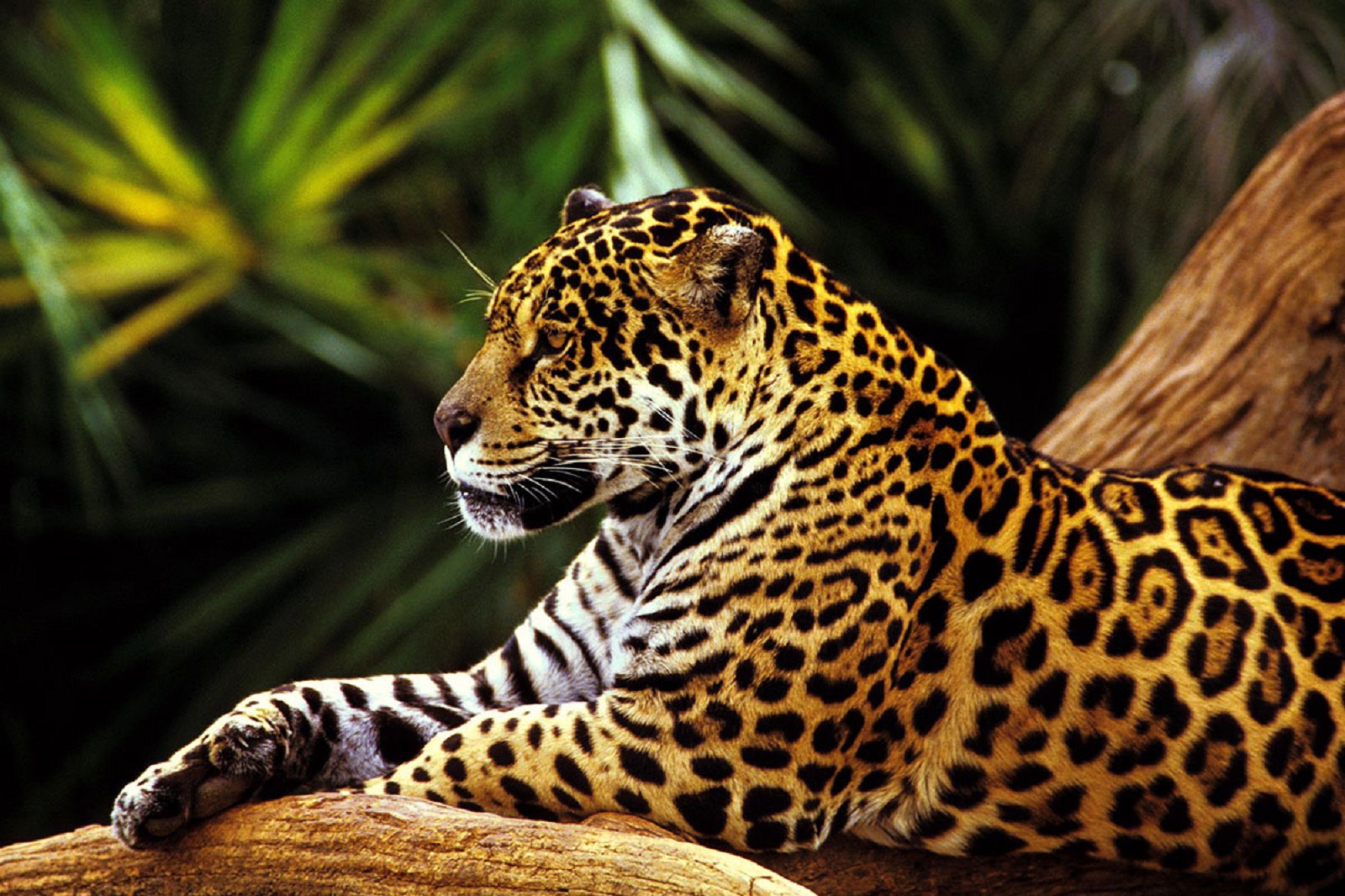 Jaguar3