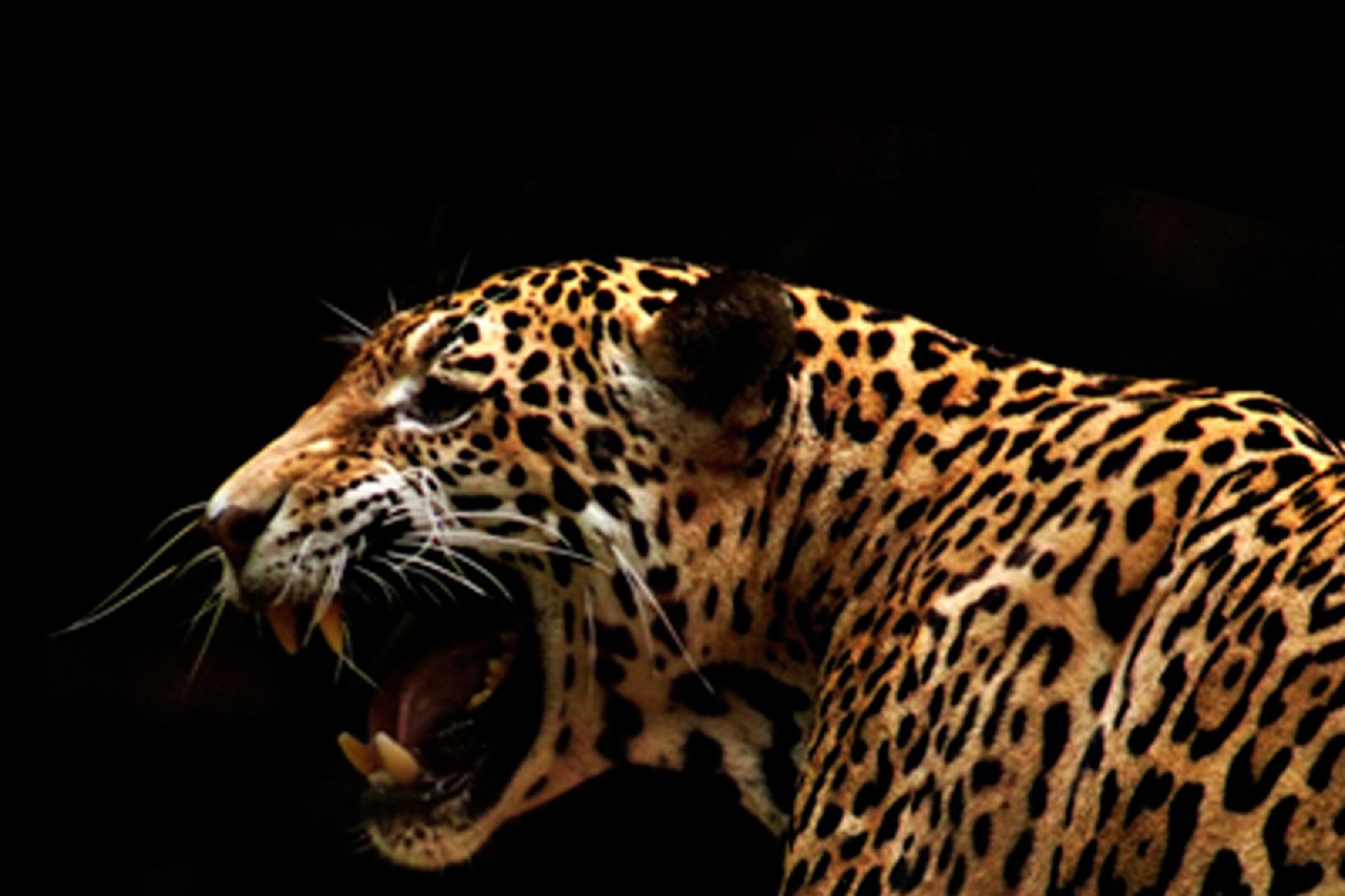 Jaguar4