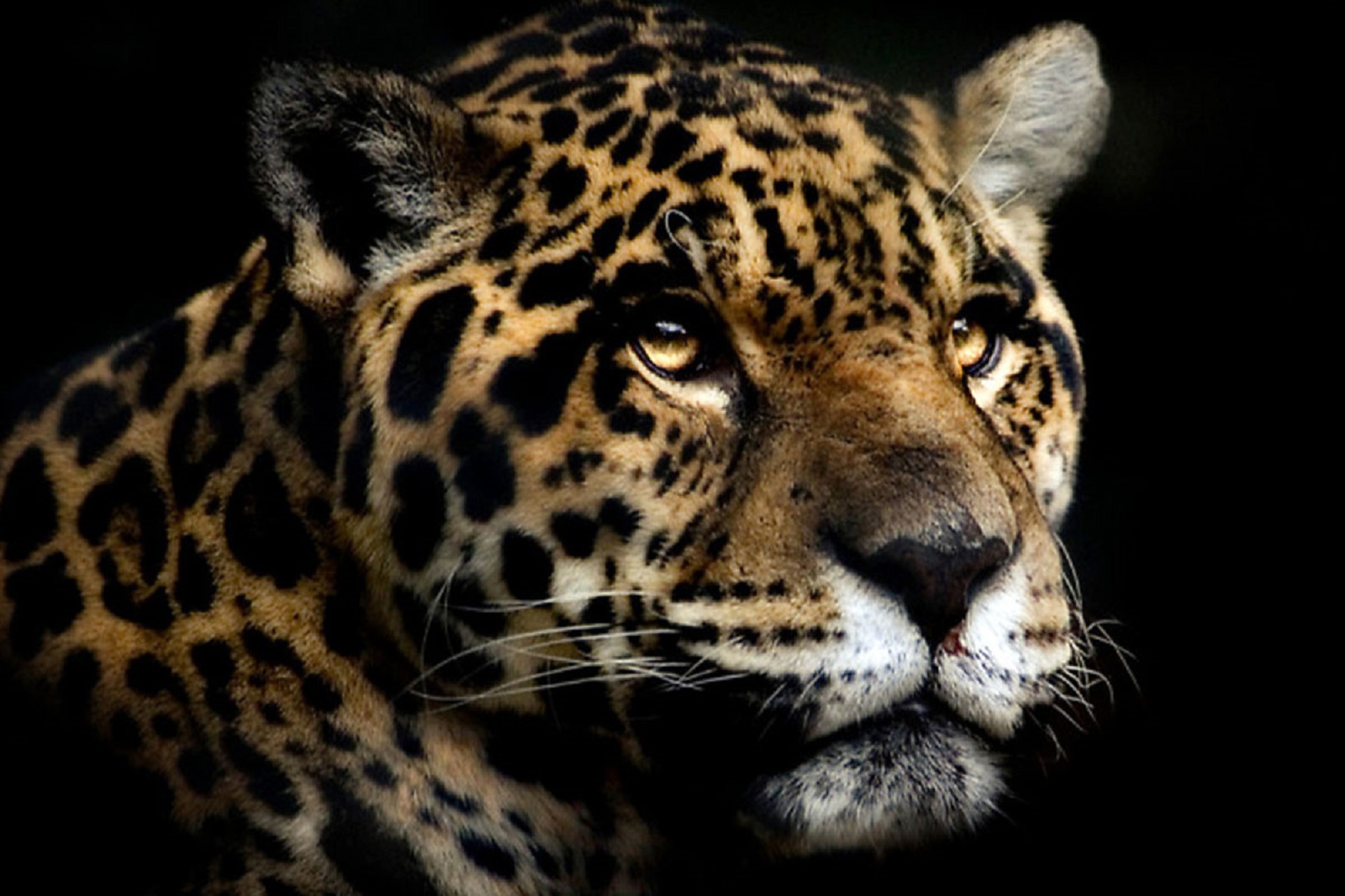 Jaguar5